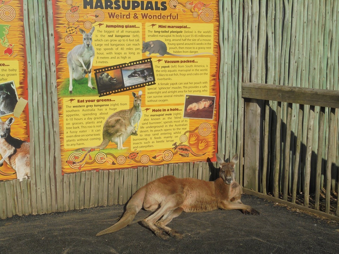 Kangaroo walkthrough..