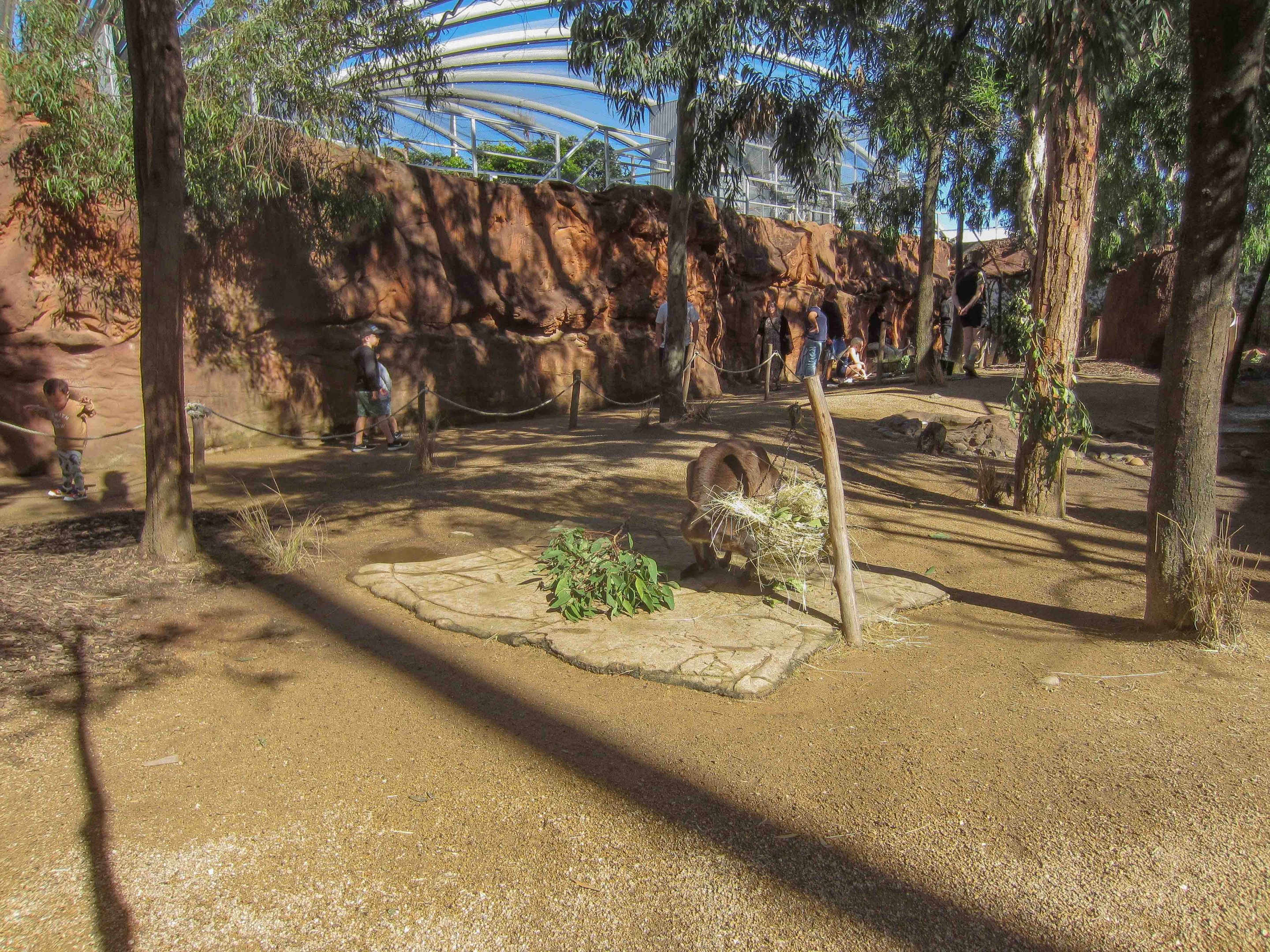 Kangaroo walkthrough