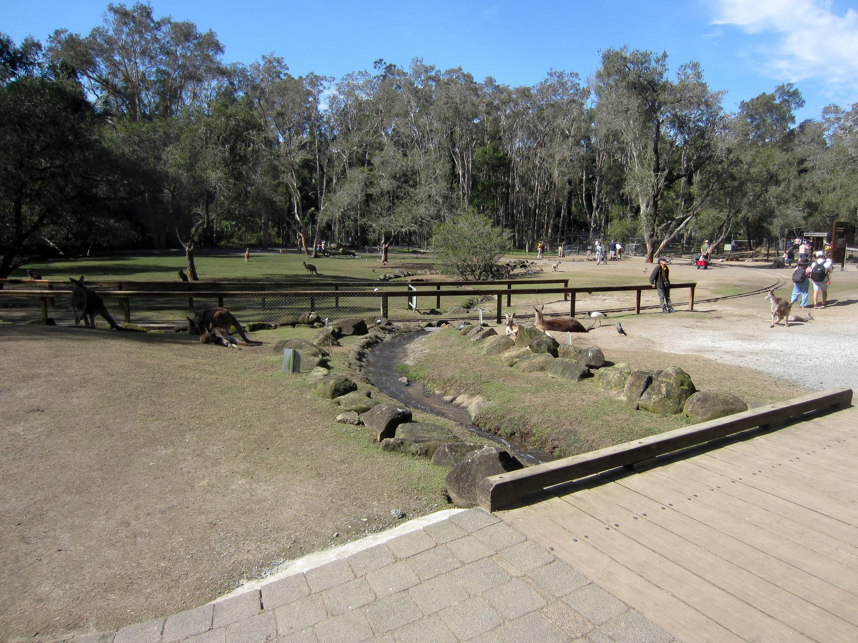 Kangaroo Walkthrough