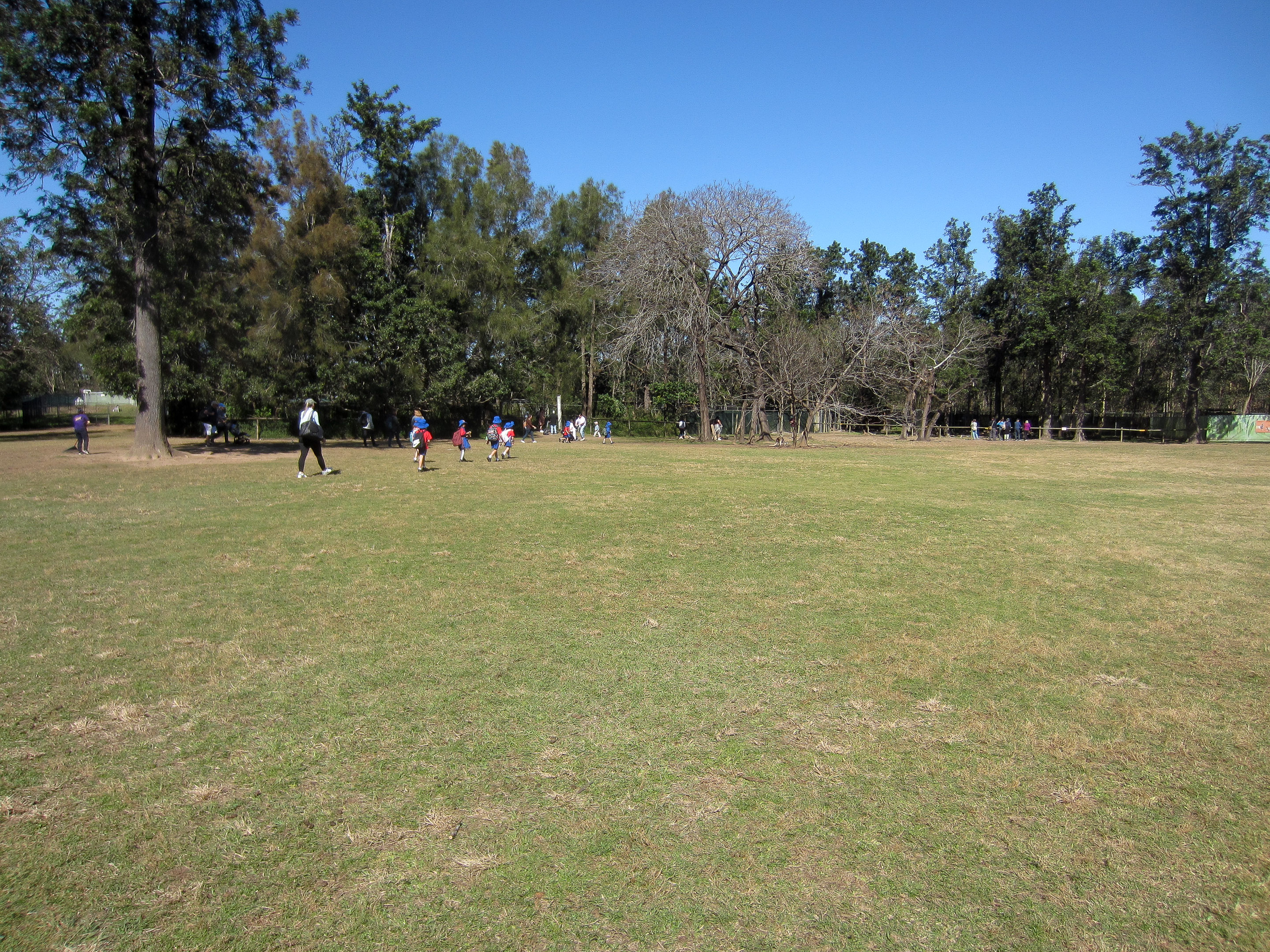 Kangaroo Walkthrough