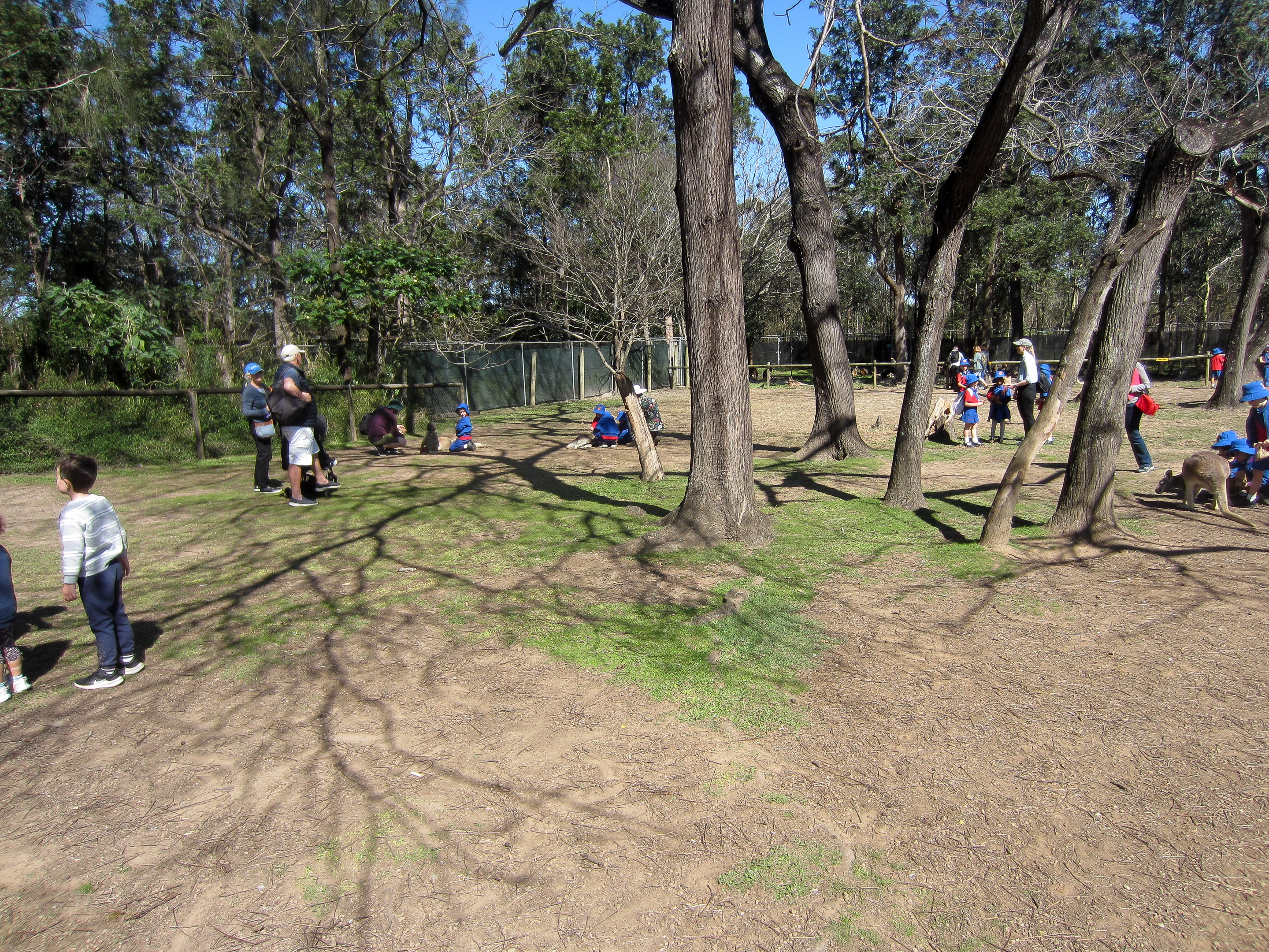 Kangaroo Walkthrough