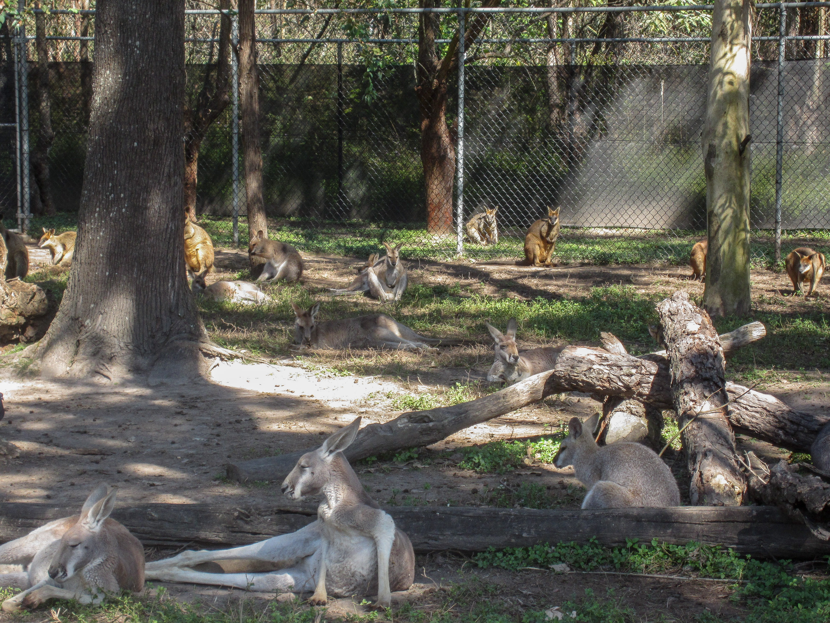Kangaroo Walkthrough