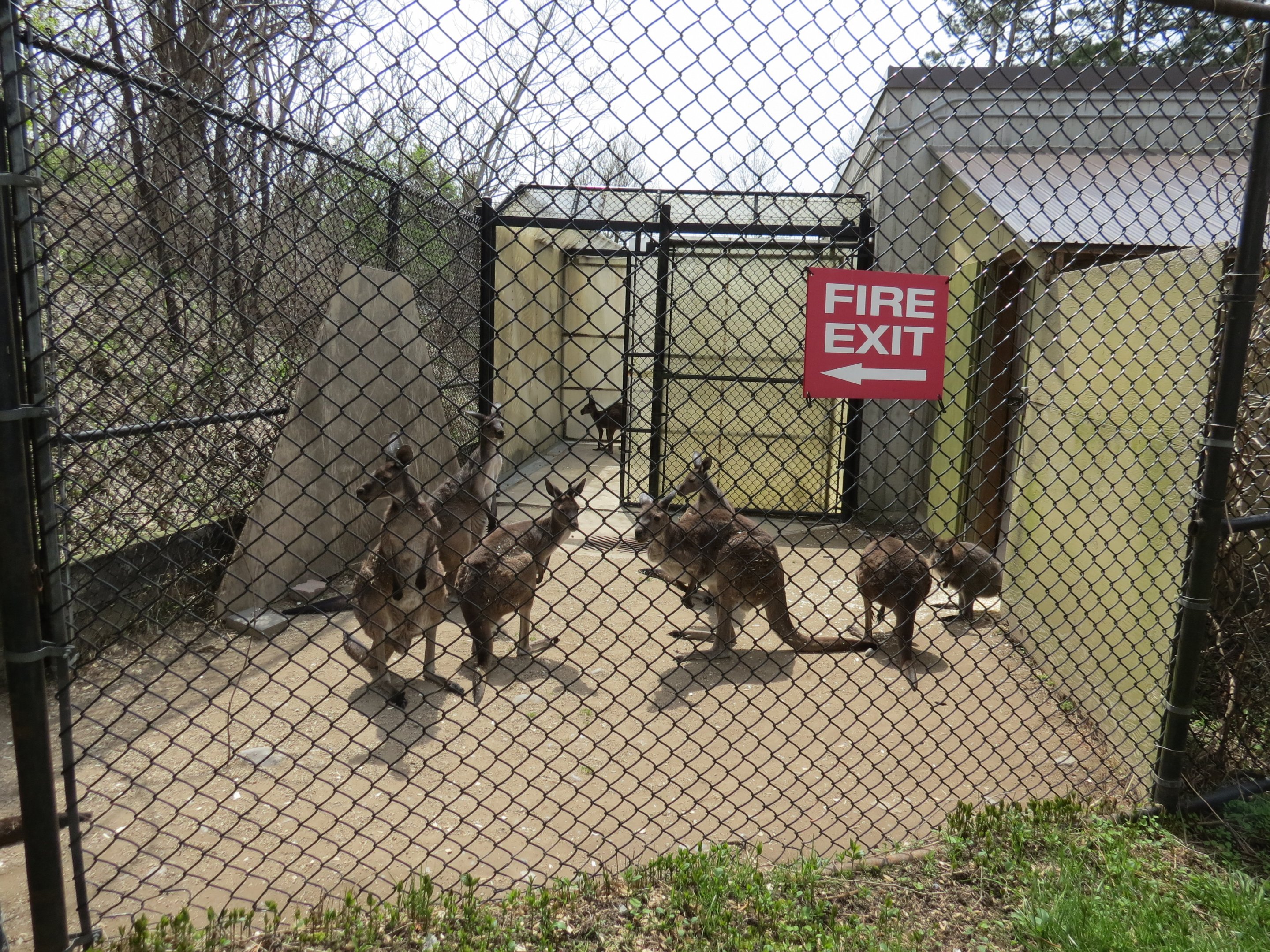 Kangaroo/Wallaby outdoor