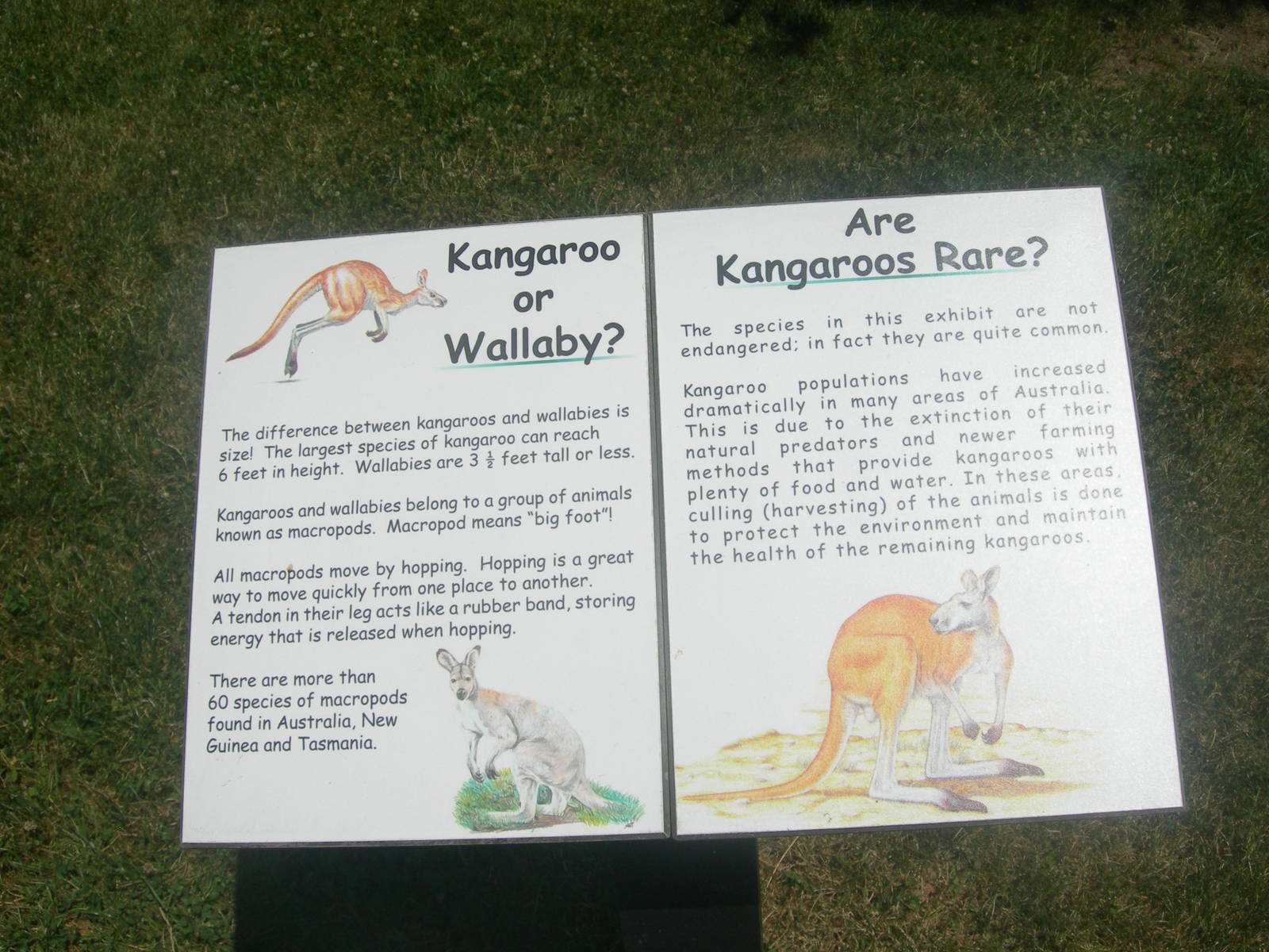 Kangaroo/wallaby sign