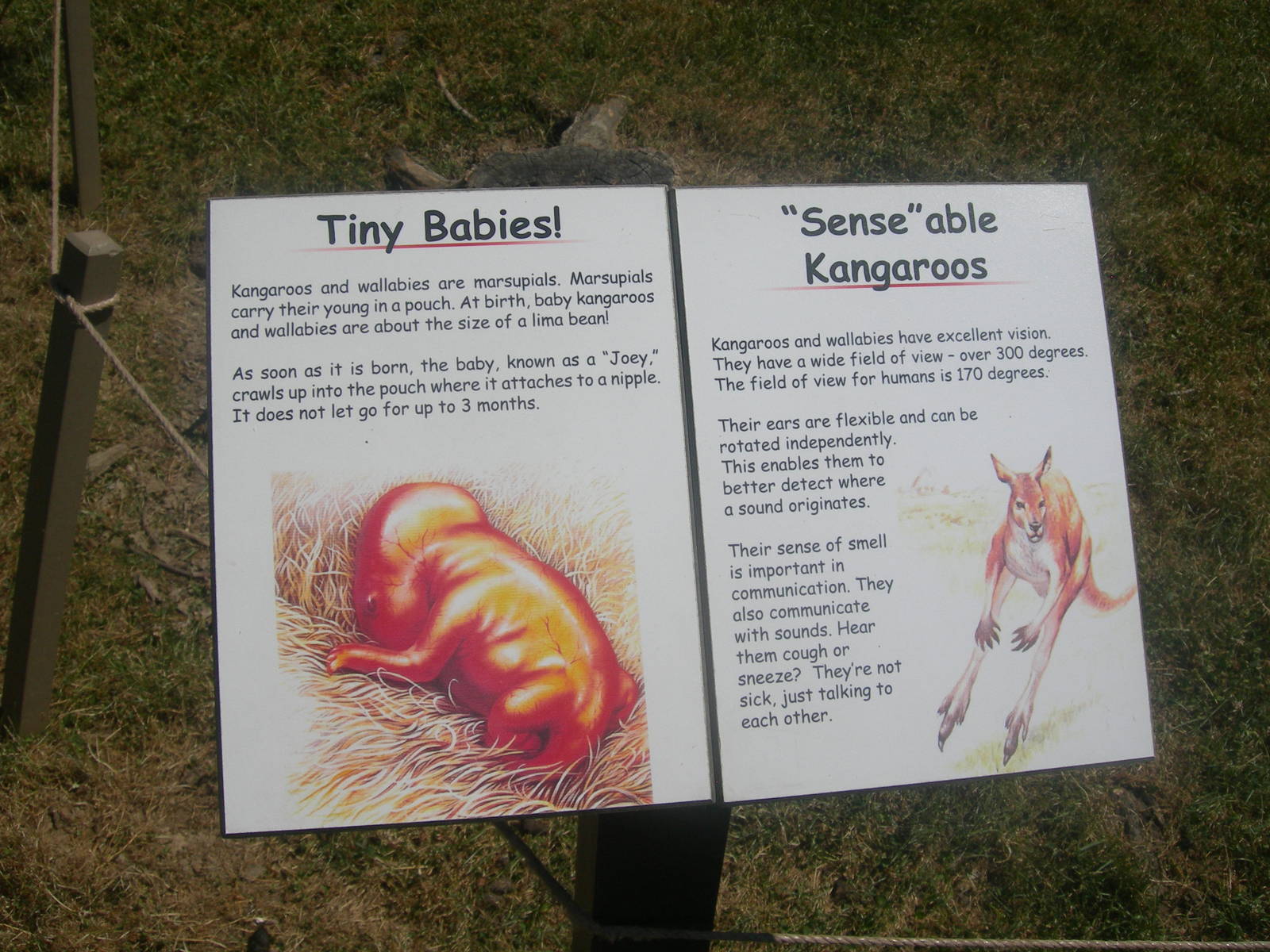 Kangaroo/wallaby sign