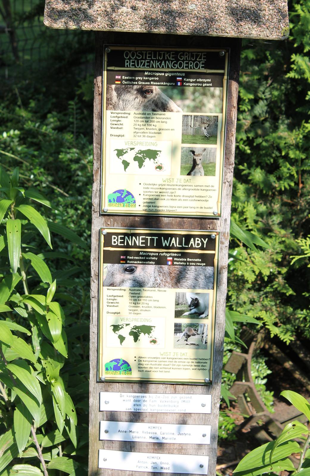 Kangaroo - wallaby signs