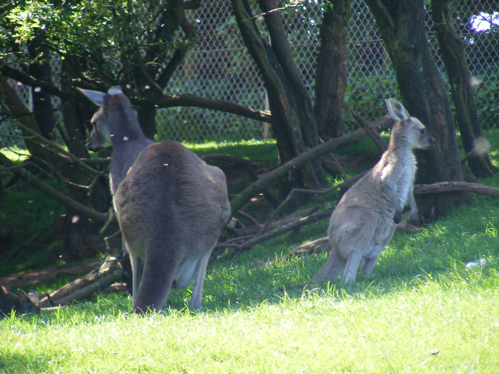 Kangaroo with joey at South Lakes Wild Animal Park, 23 May 2010