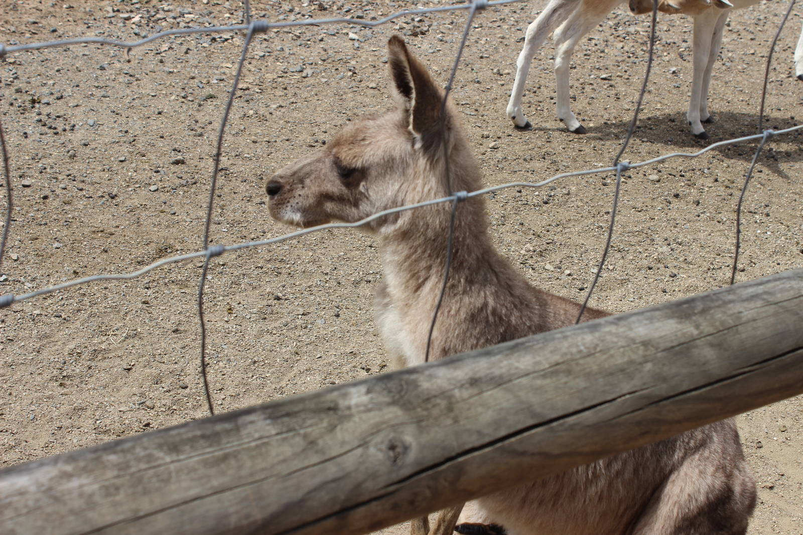 Kangaroo with joey in pouch