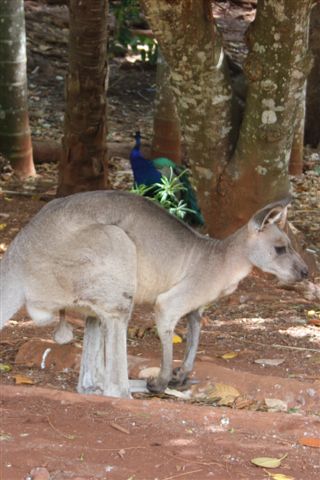 Kangaroo