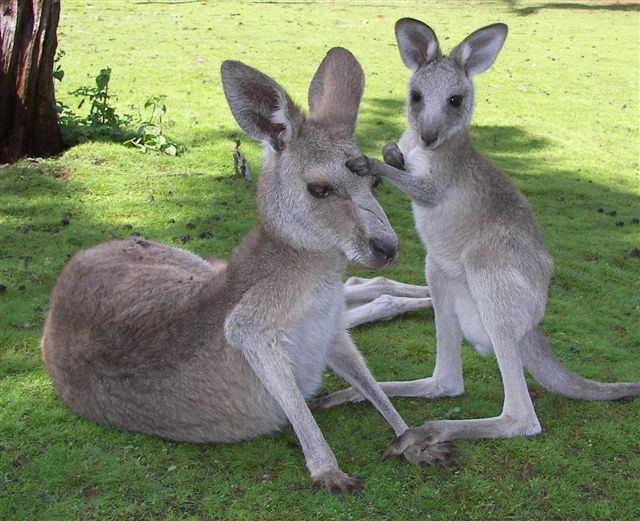 Kangaroo