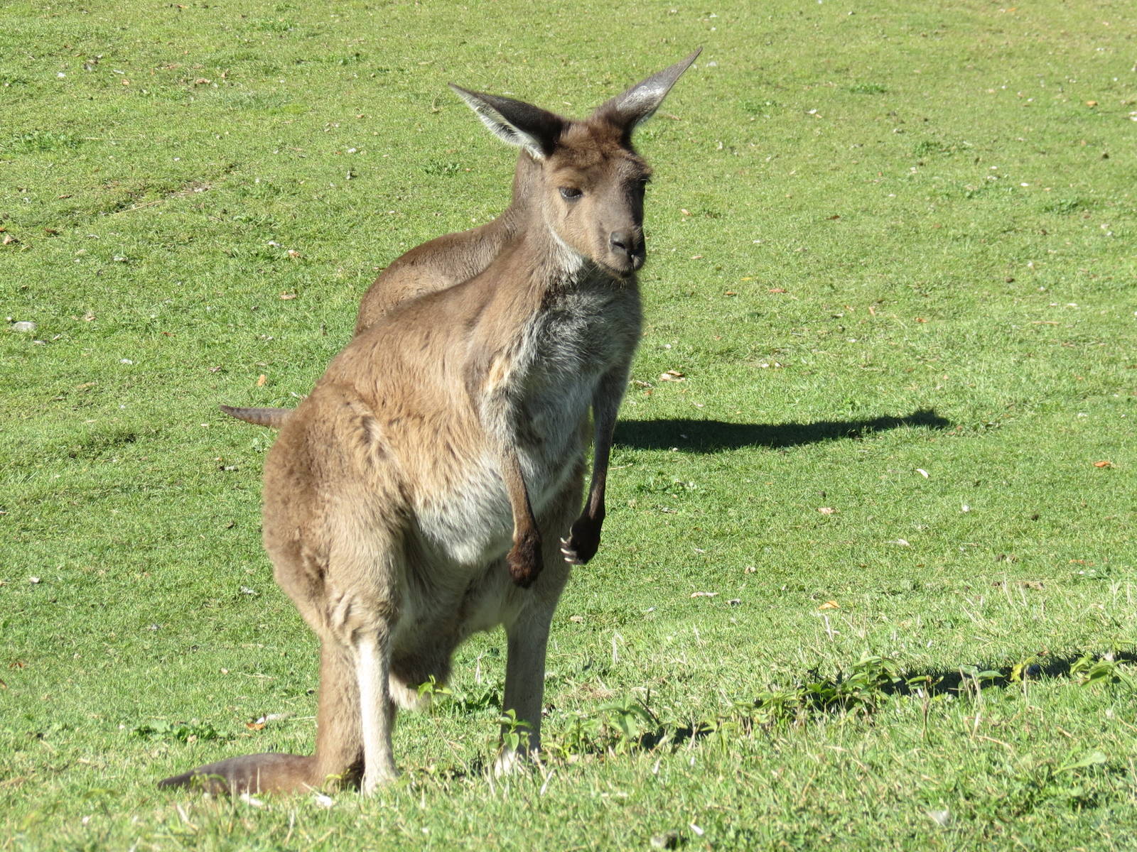 Kangaroo