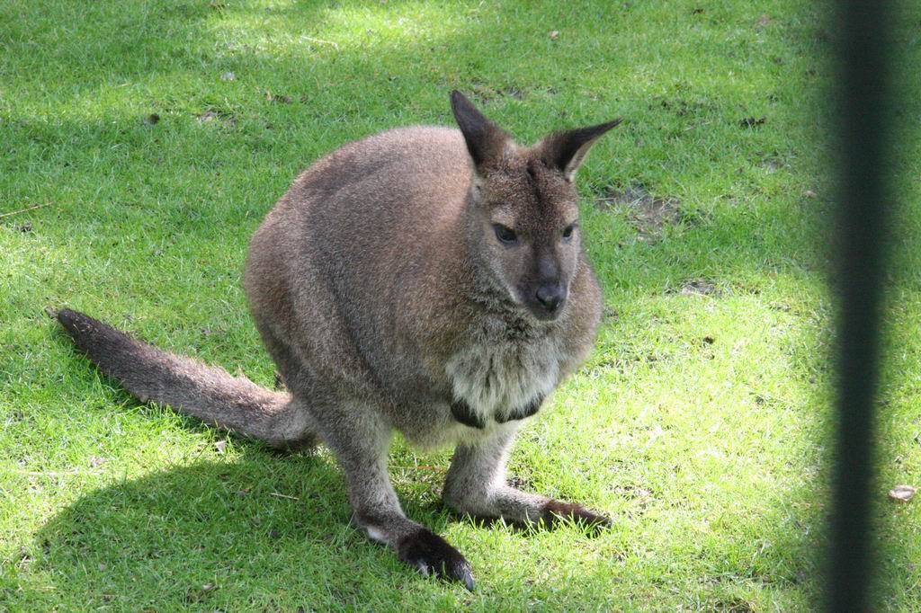 Kangaroo