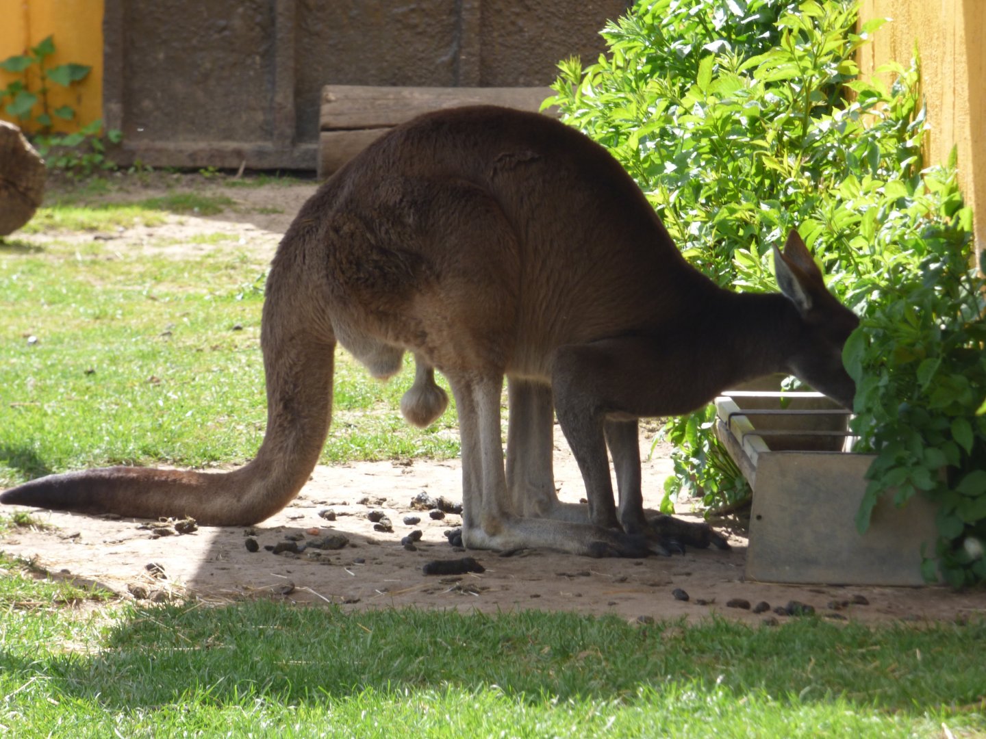 Kangaroo