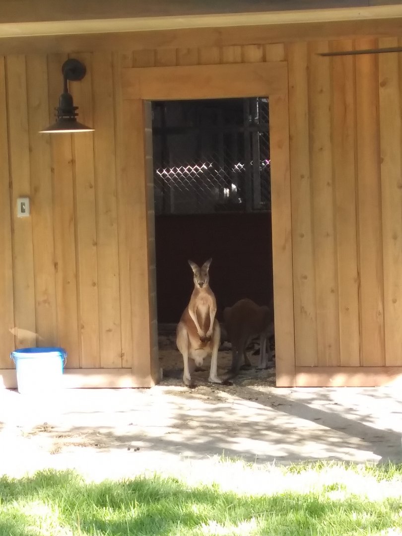 Kangaroo