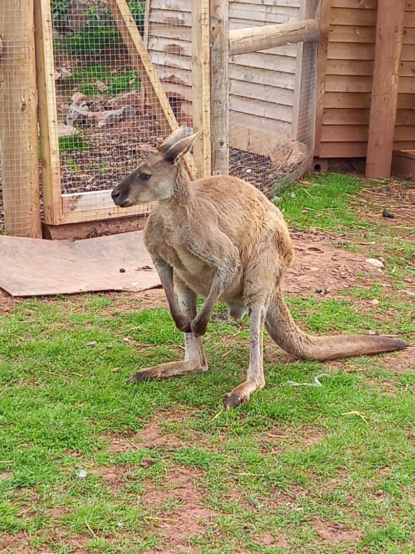 Kangaroo