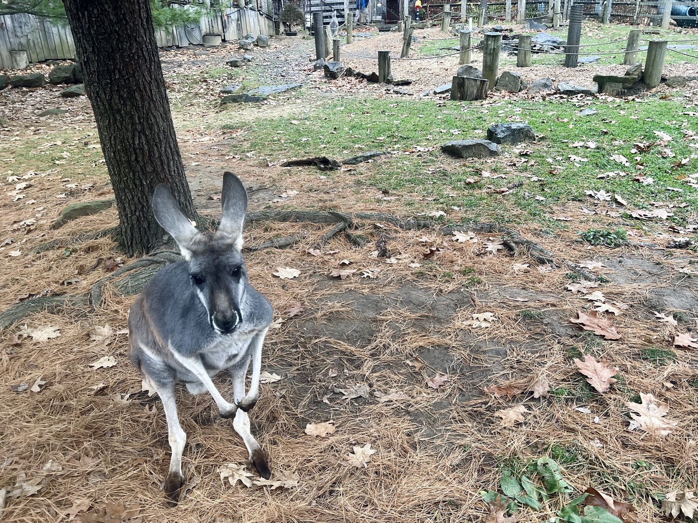 Kangaroo