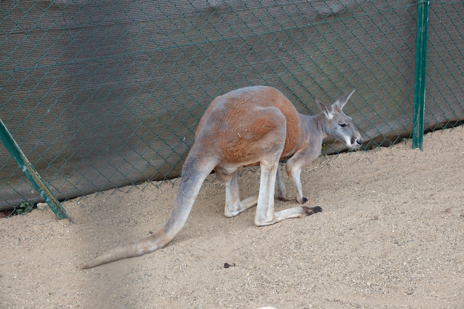 Kangaroo