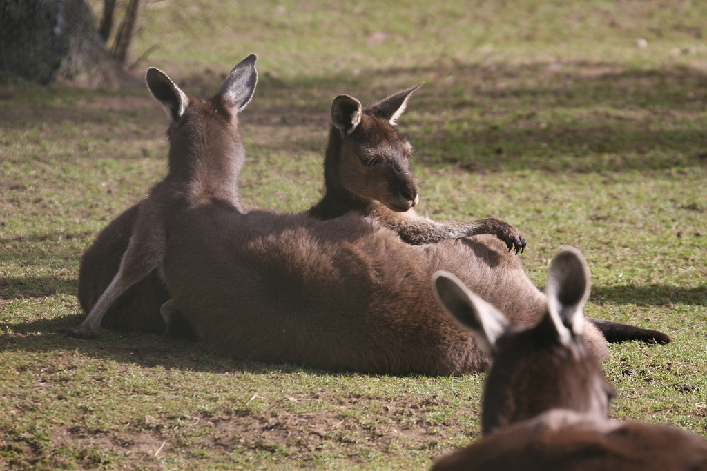 Kangaroo