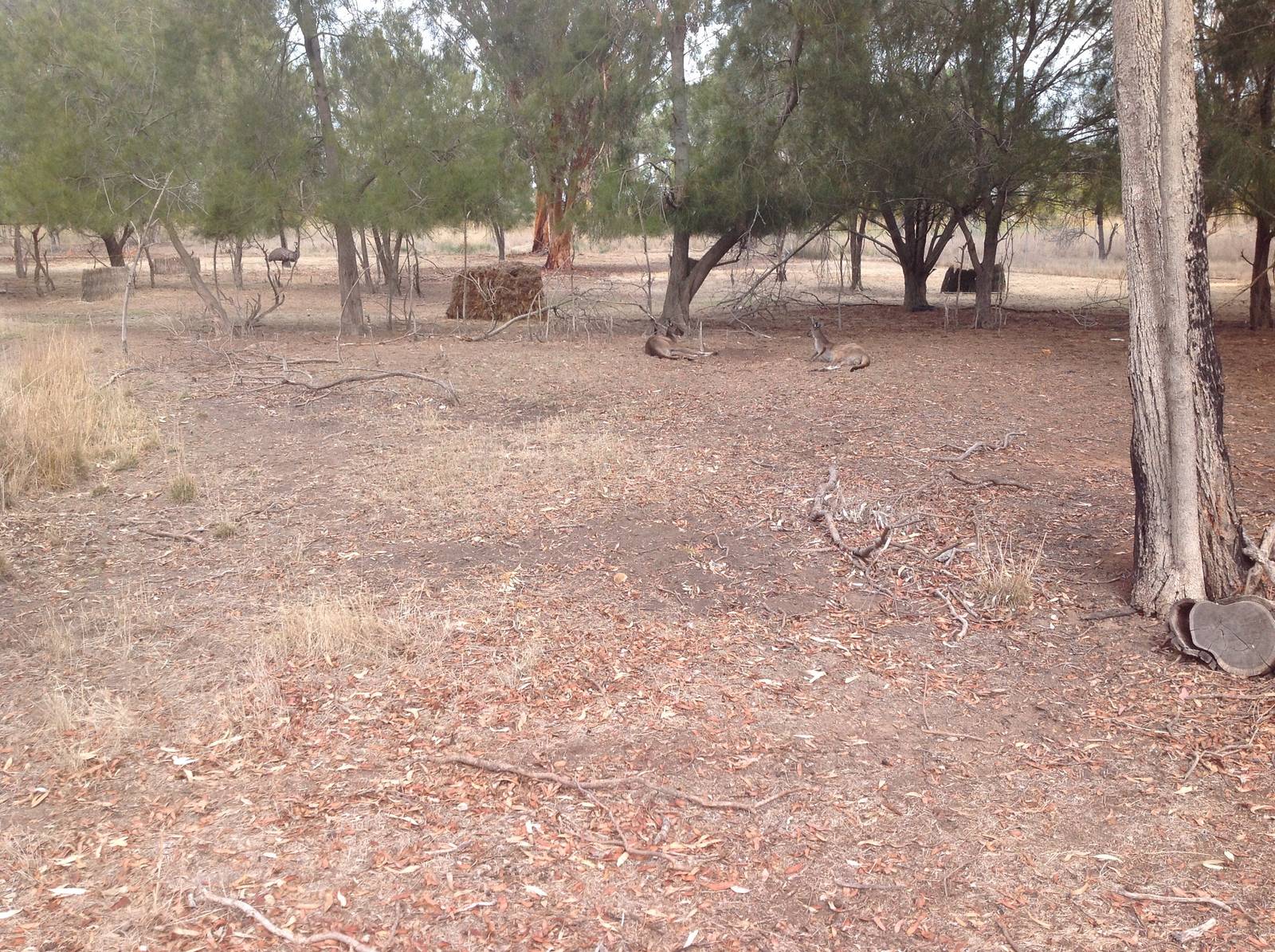 Kangaroos and emu