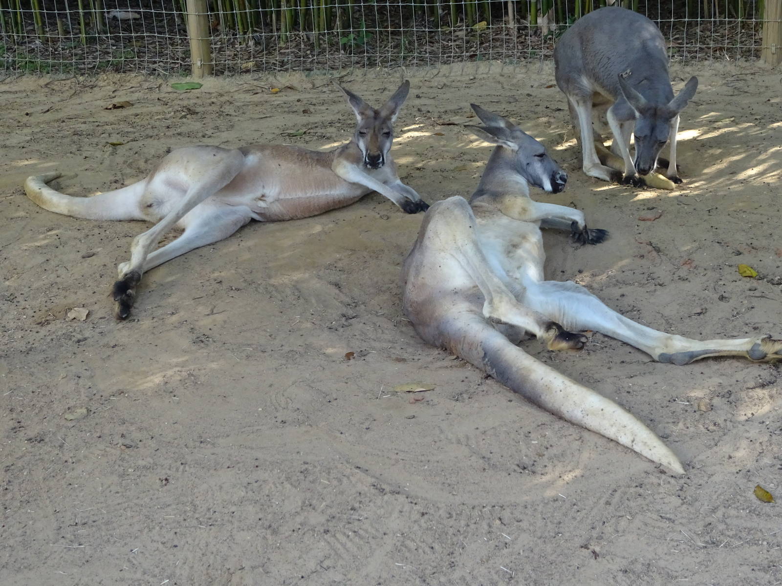 Kangaroos at Busch Gardens Tampa