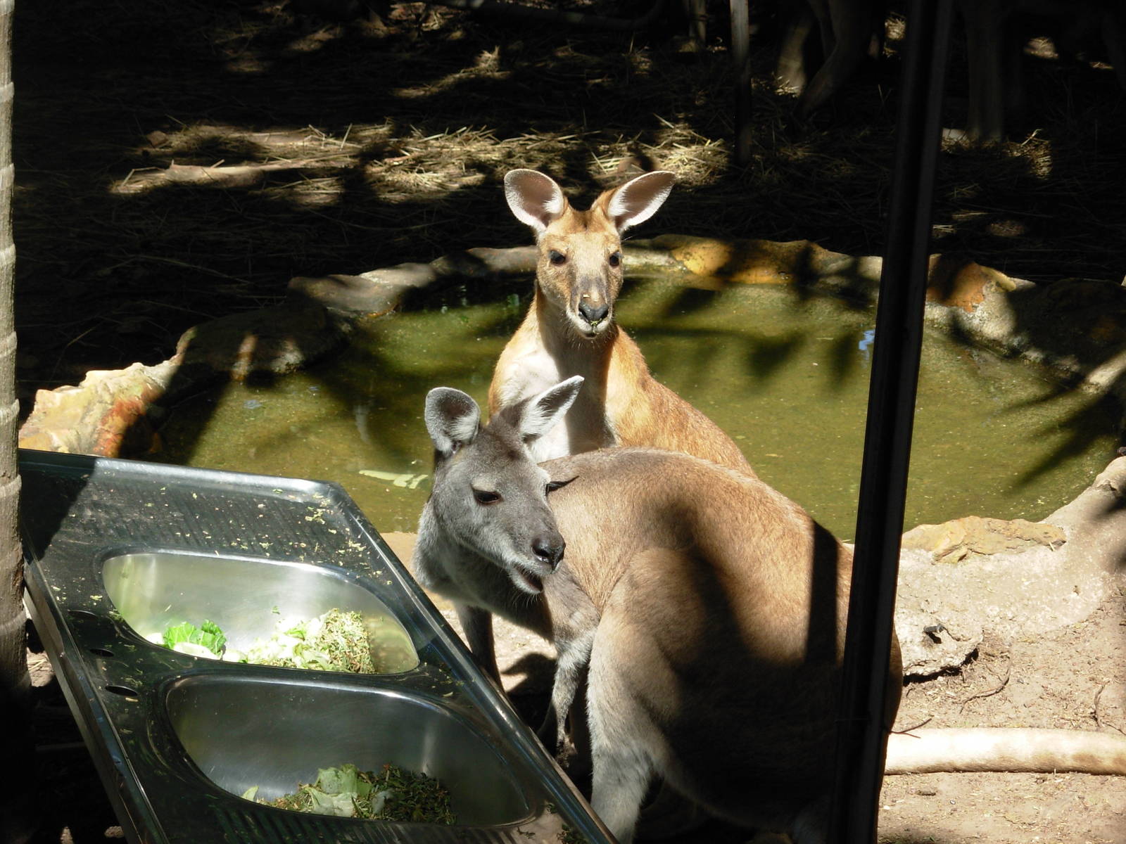 Kangaroos at Crocodylus Park