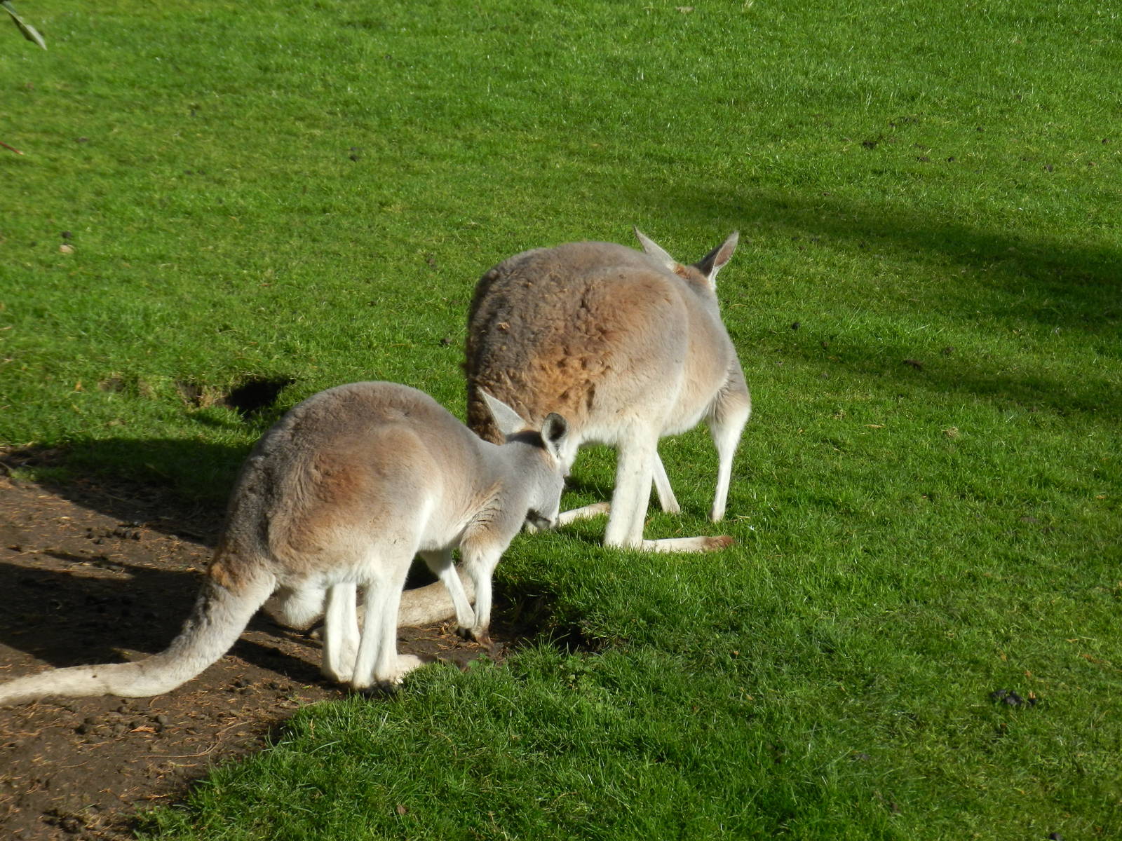 Kangaroos at Flamingo Land - 14/10/2012