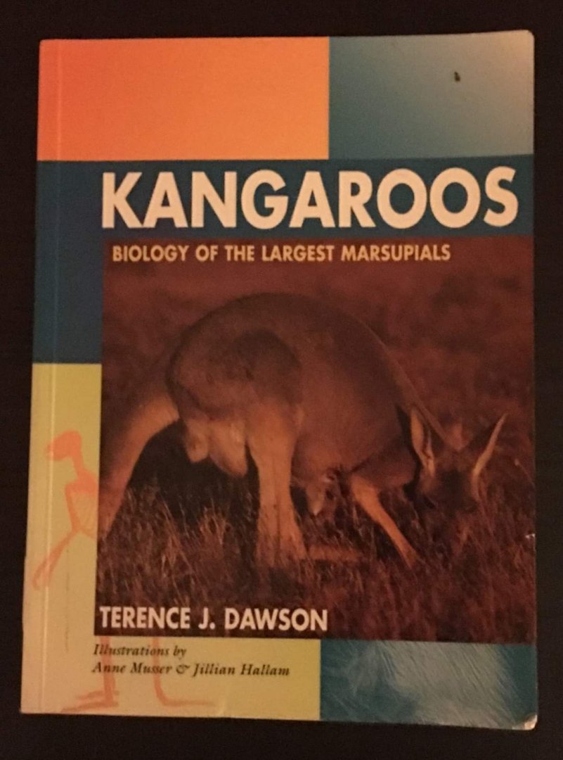Kangaroos Biology of the largest marsupials