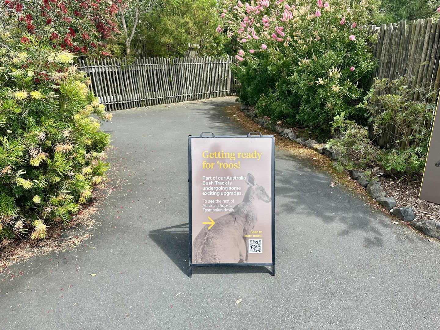 Kangaroos Coming Soon