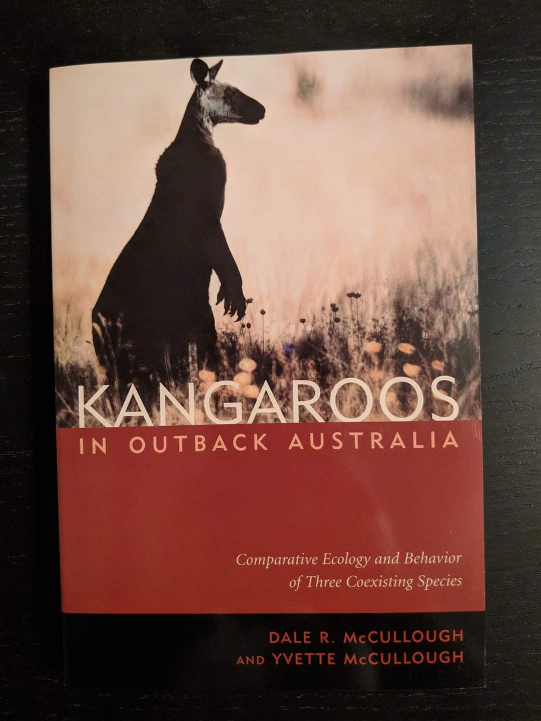 Kangaroos In Outback Australia