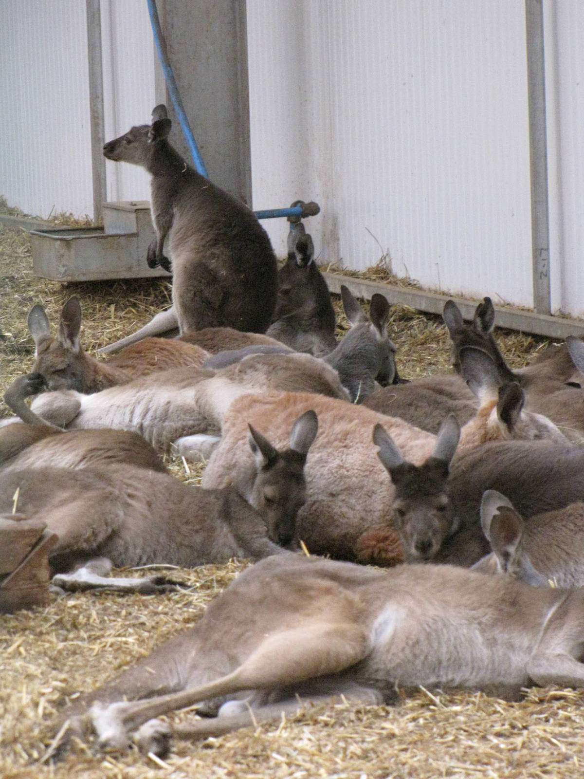 kangaroos inside Tropical House building