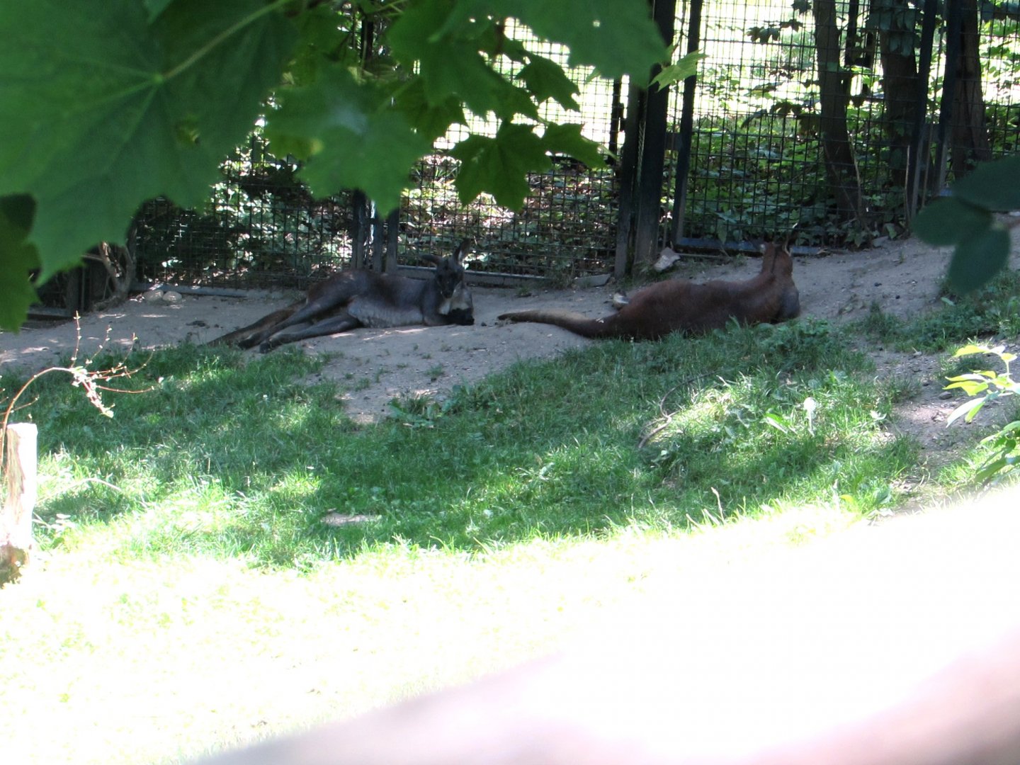 Kangaroos - July/2017