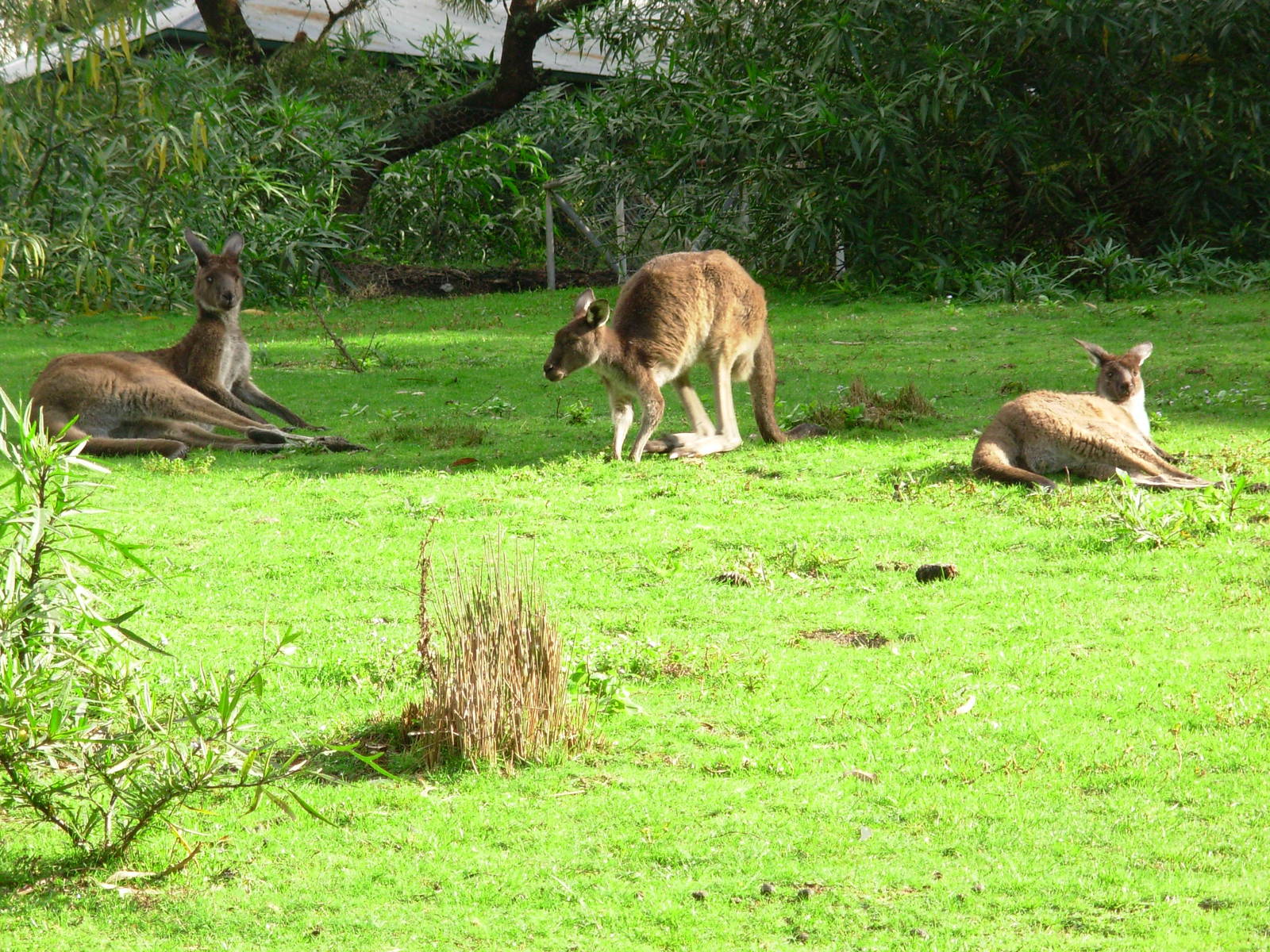 Kangaroos - Warrawong Wildlife Sanctuary