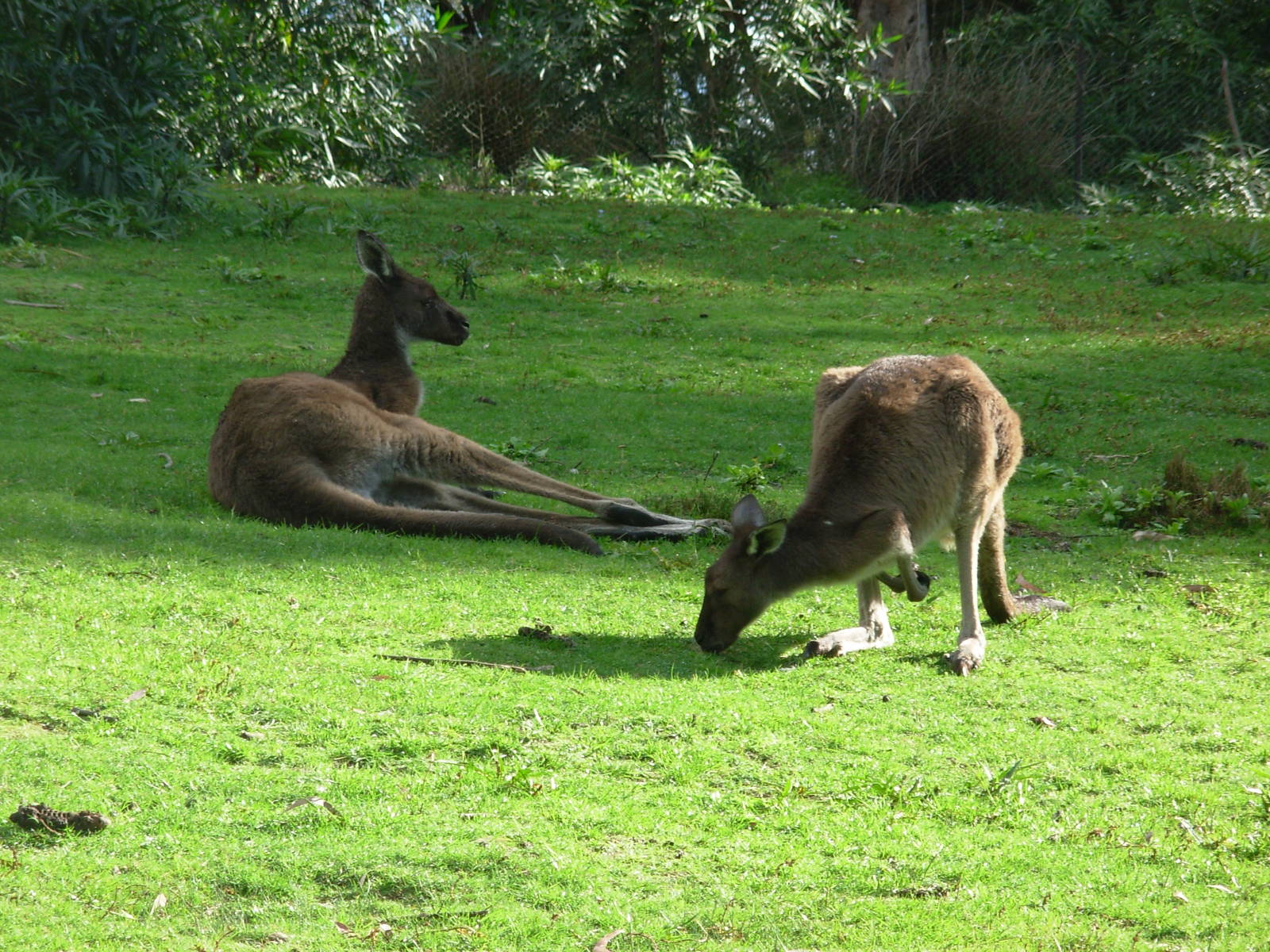 Kangaroos - Warrawong Wildlife Sanctuary