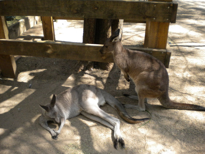 Kangaroos.