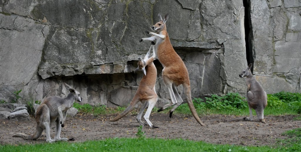 Kangaroos
