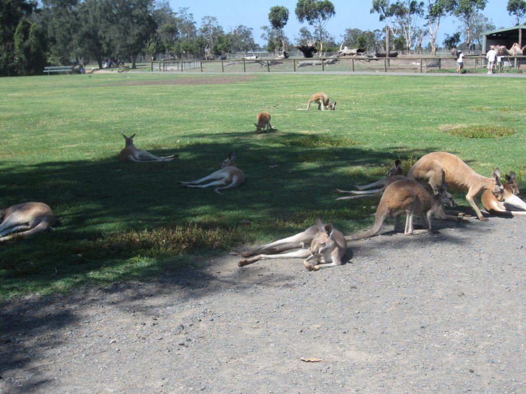 Kangaroos