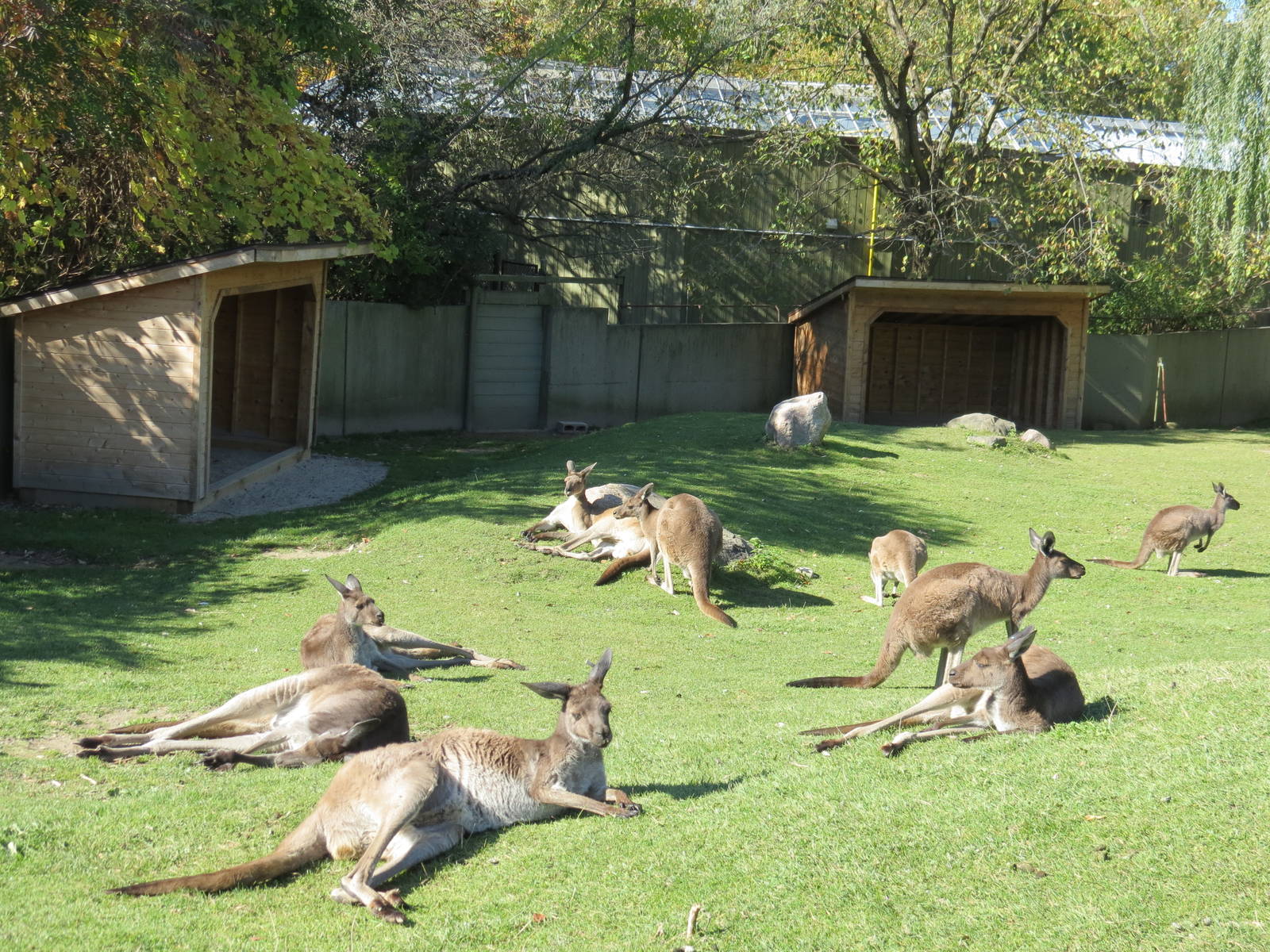 Kangaroos