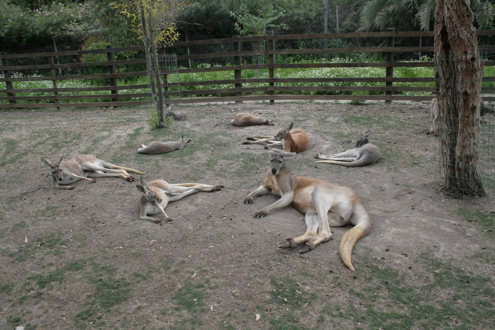 kangaroos