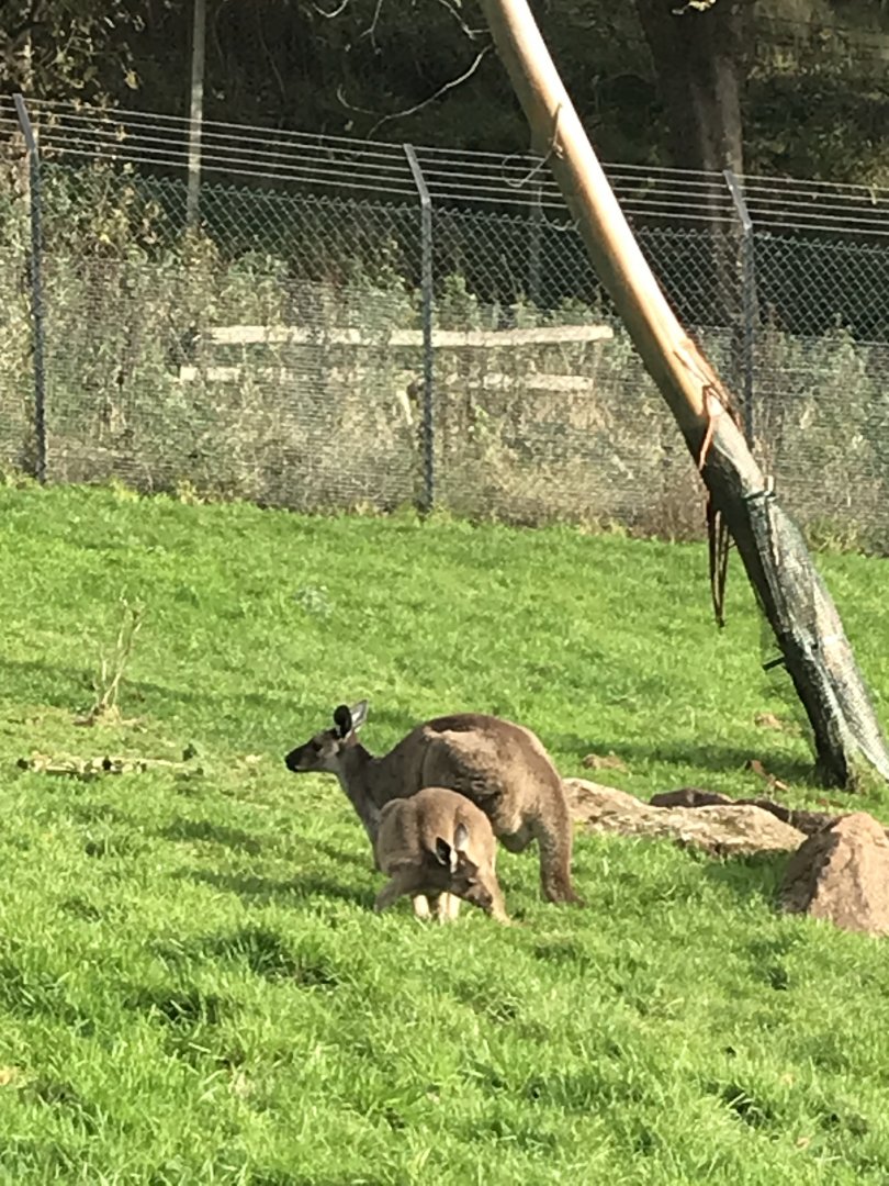 Kangaroos