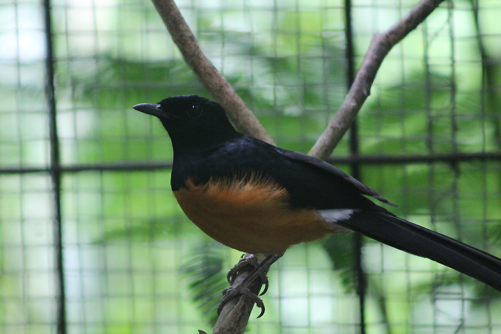 Kangean shama (Copsychus nigricauda) - PCBA