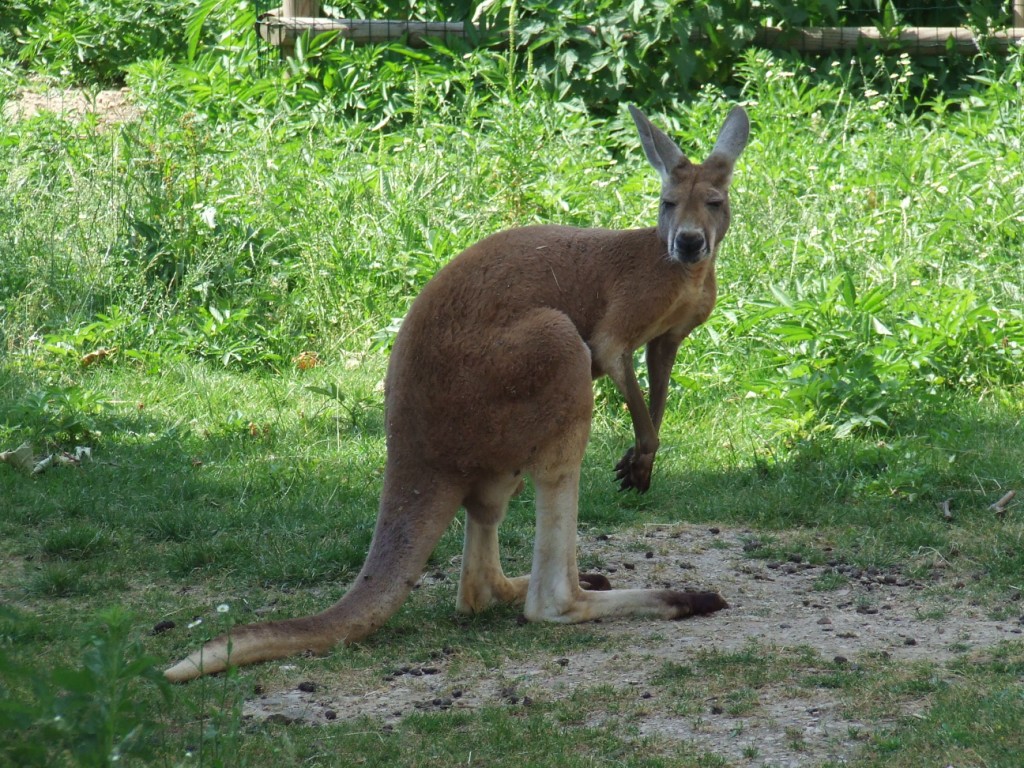 Kangourous roux (Macropus rufus)