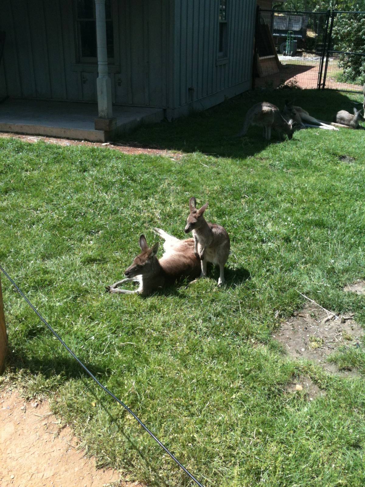 Kangroo and Joey
