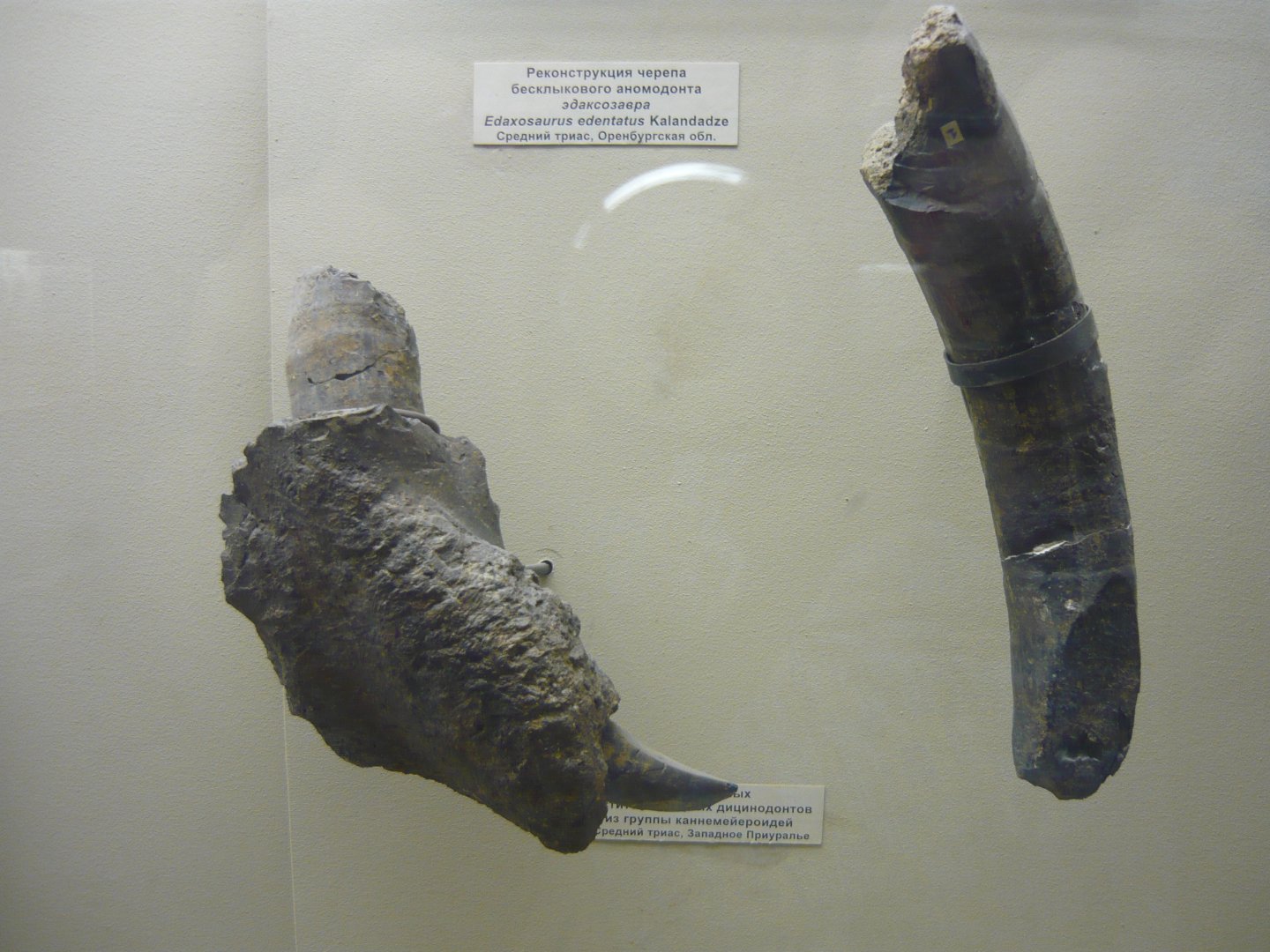 Kannemeyeroid tusks