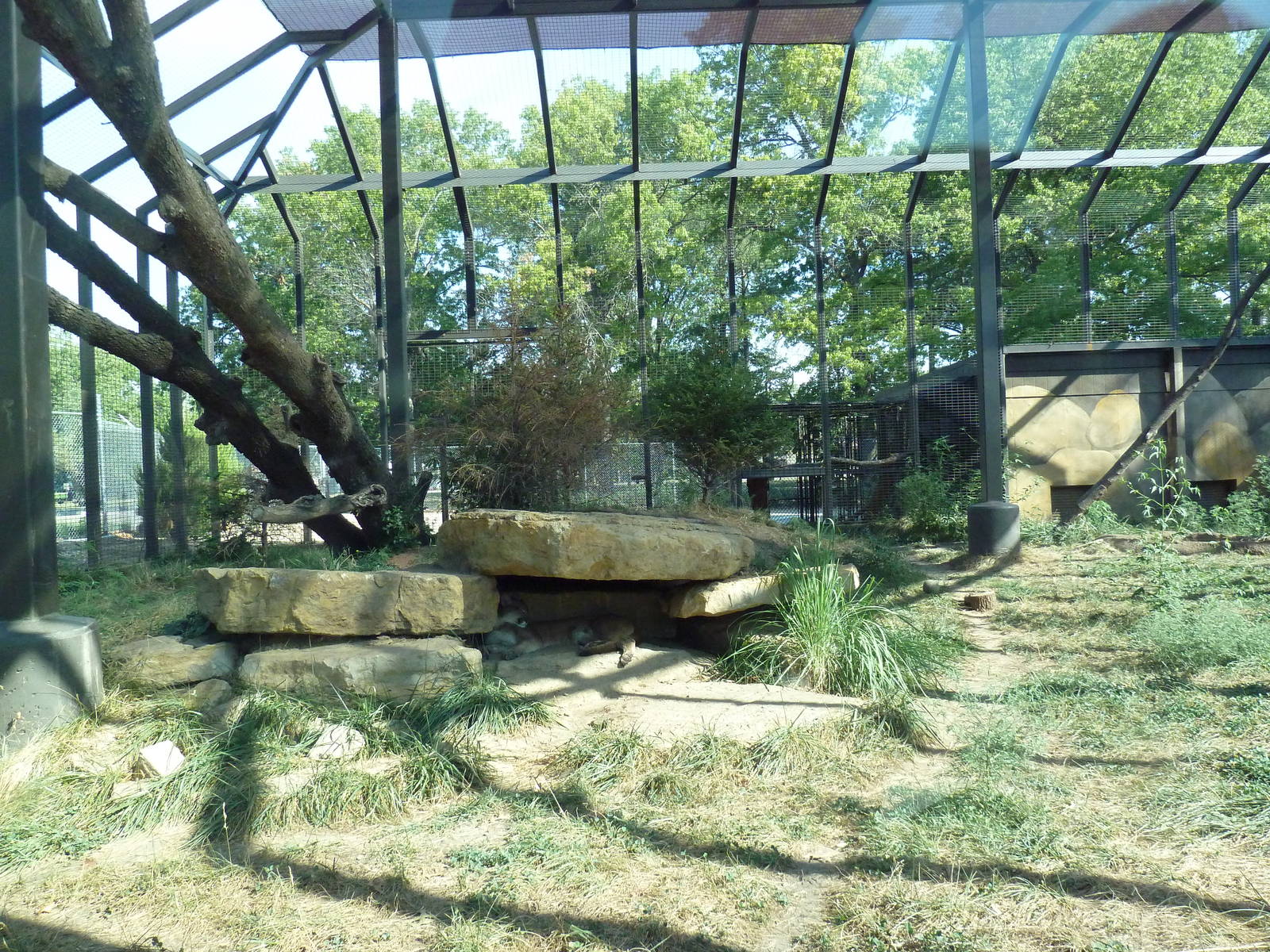 Kansas Carnivores - Cougar Exhibit