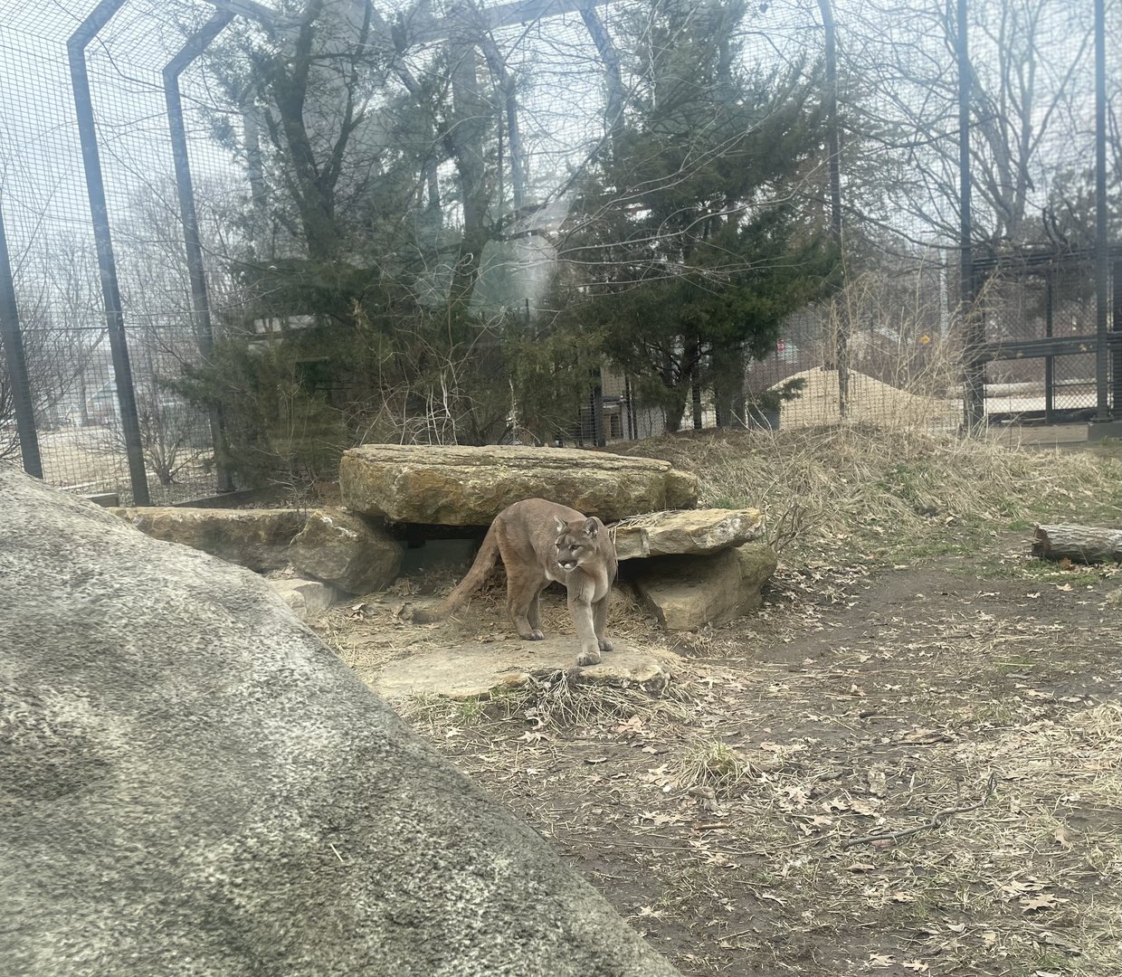 Kansas Carnivores - Cougar Exhibit