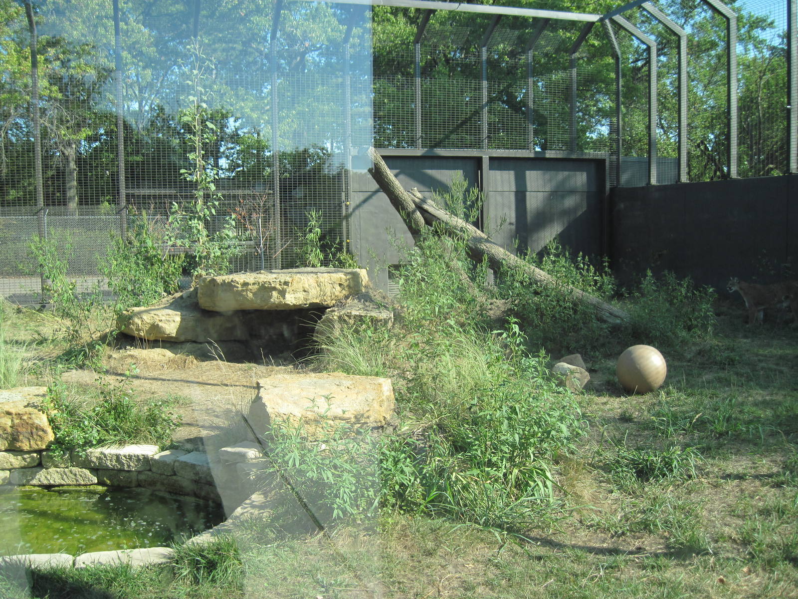 Kansas Carnivores-Mountain Lion Exhibit