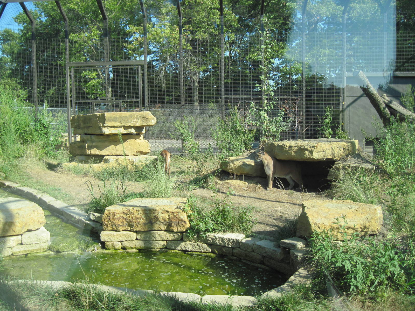 Kansas Carnivores-Mountain Lion Exhibit