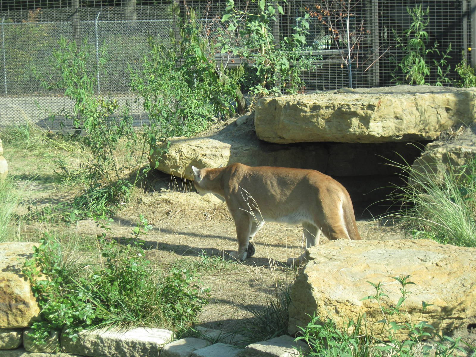 Kansas Carnivores-Mountain Lion