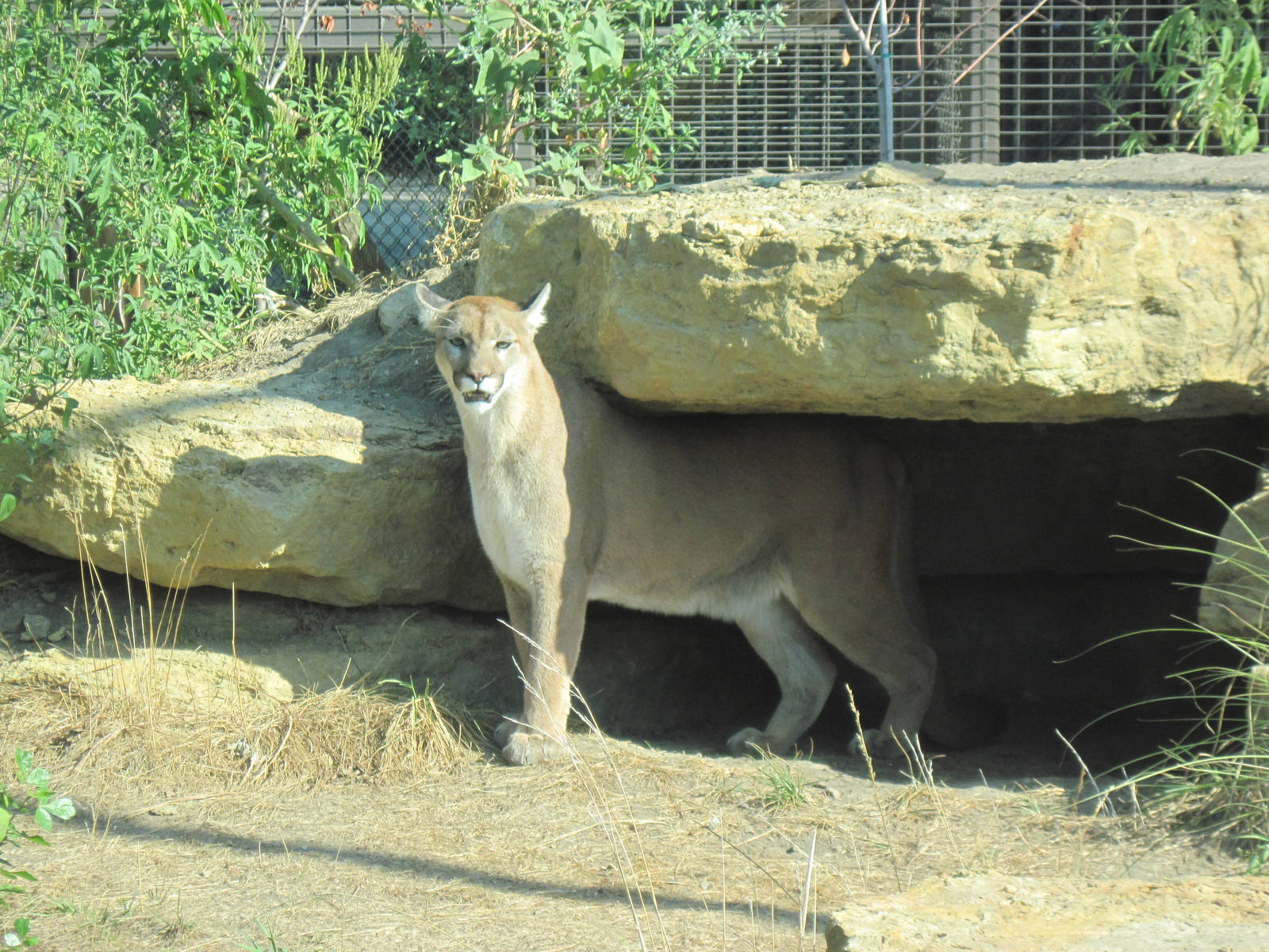 Kansas Carnivores-Mountain Lion