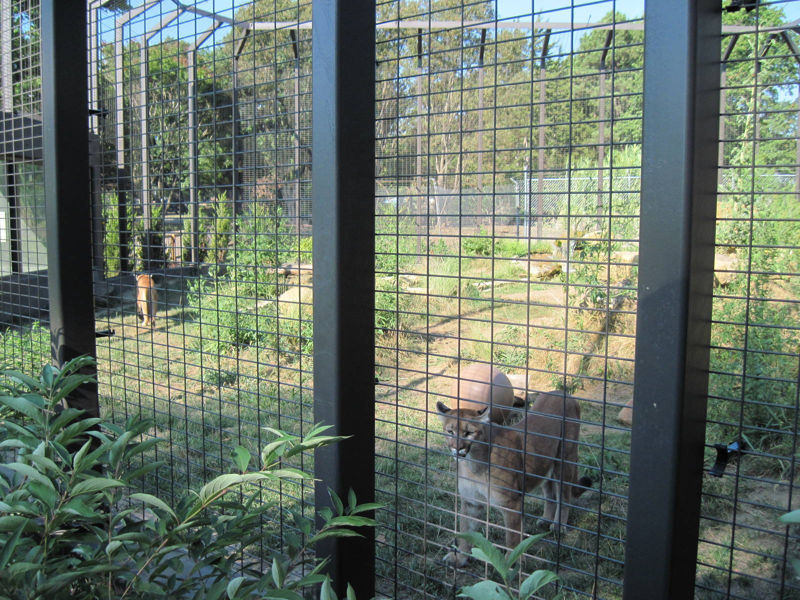 Kansas Carnivores-Mountain Lion